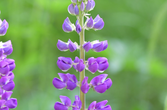 Lupin violet (Lupinus sp) - inflorescence